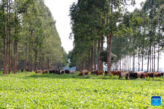 Área de manejo de gado da Fazenda Gamada, em Nova Canaã do Norte (MT), pioneira no sistema ILPF — Integração Lavoura-Pecuária-Floresta. (Xinhua/Embrapa)