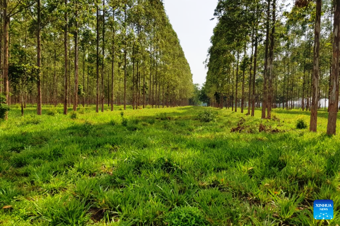 Área de manejo de gado da Fazenda Gamada, em Nova Canaã do Norte (MT), pioneira no sistema ILPF (Integração Lavoura-Pecuária-Floresta). (Xinhua/Embrapa)